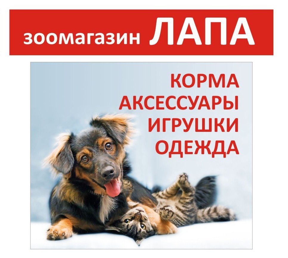 Стрижка собак (груминг) в Перми: цена от 500 руб. – Подстричь собаку: 64  ветеринарных клиники, 303 отзыва, фото – Zoon.ru