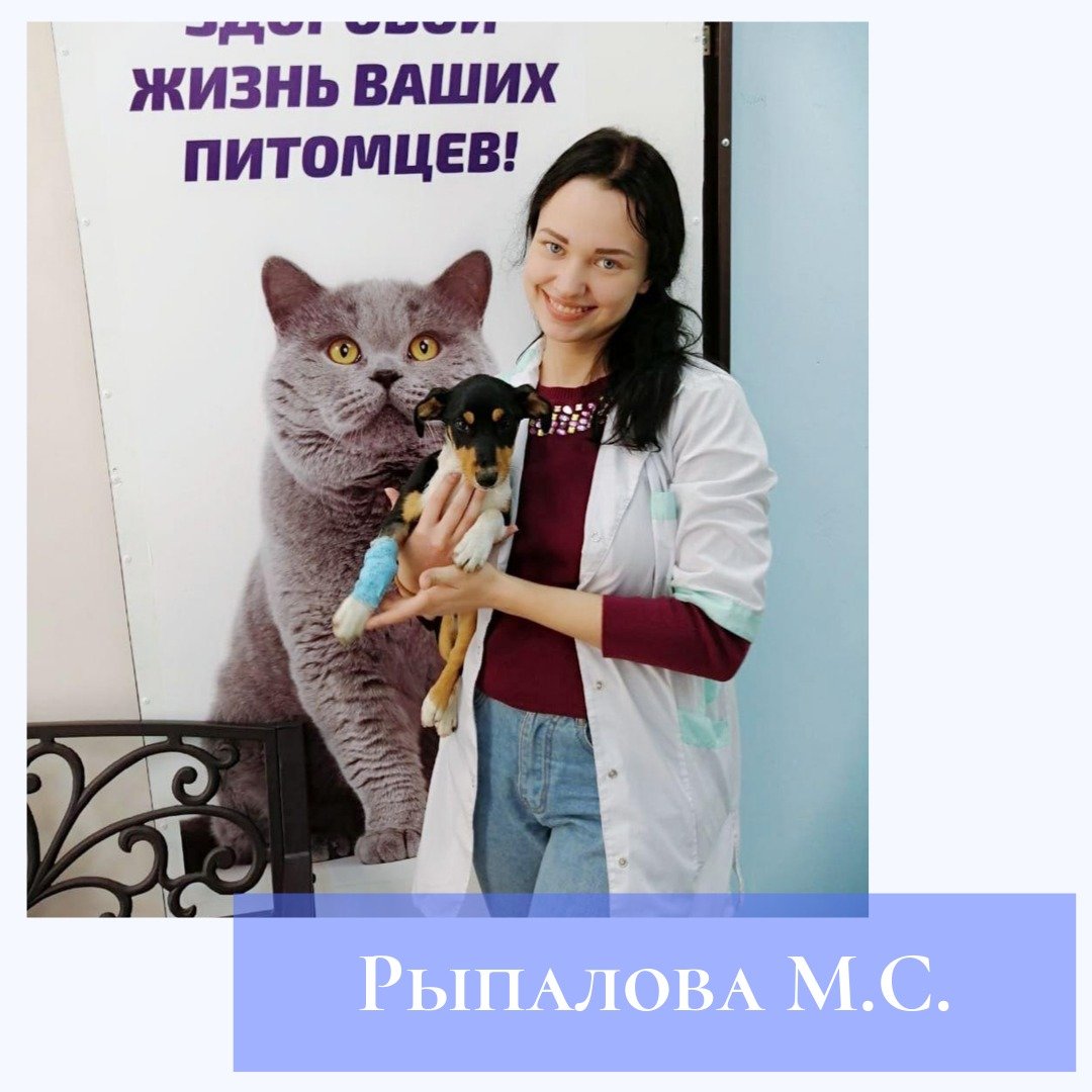 ветеринарный врач ростов на дону. ветеринарная клиника доктора петренко. ассистент ветеринарного врача. жадан роман сергеевич ветеринар краснодар. ветеринария ростов на дону.