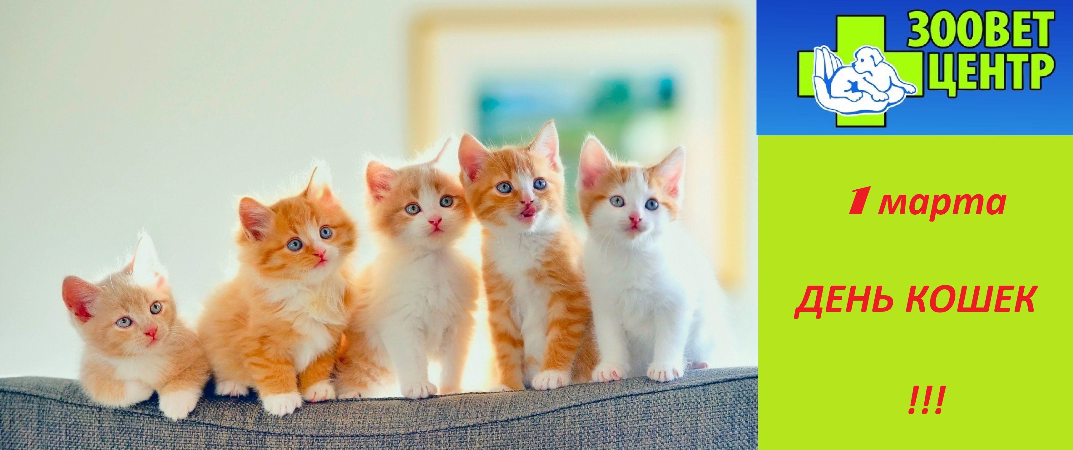 Слово 4 котенка. Разноцветные котята. 4 Кота. 4 Котенка. Много красивых котиков.