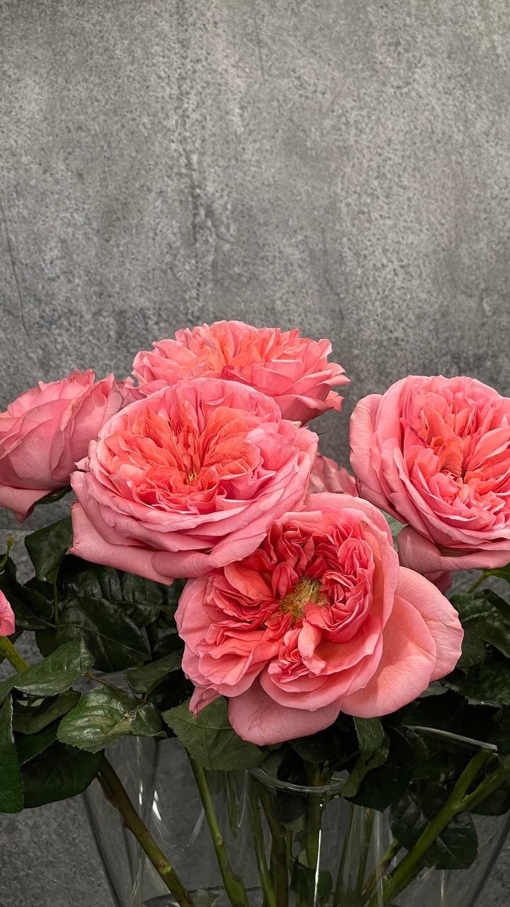 Анастасия Тараканова