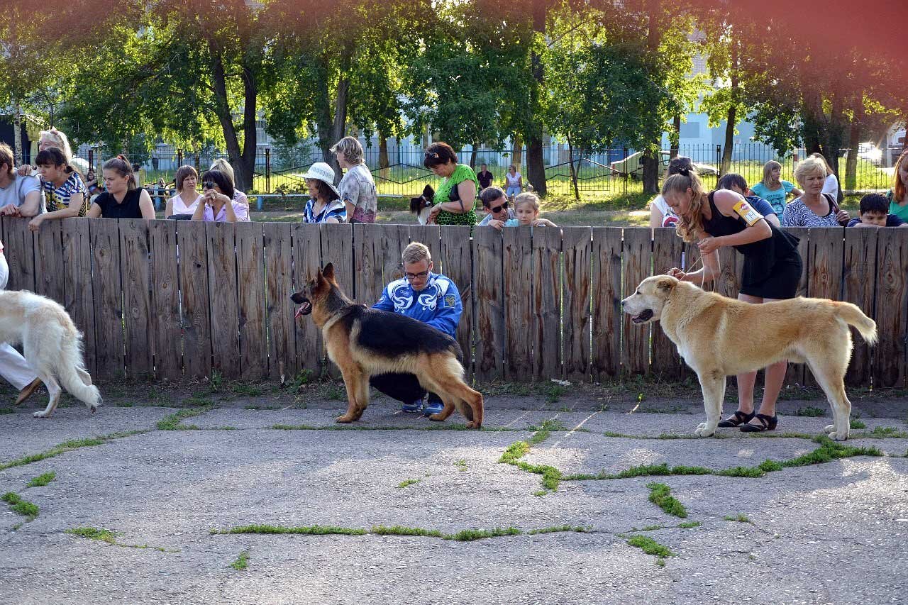 Зоогостиницы на улице Рябикова, 2 ветеринарных клиники, 1 отзыв, фото,  рейтинг отелей для питомцев – Ульяновск – Zoon.ru