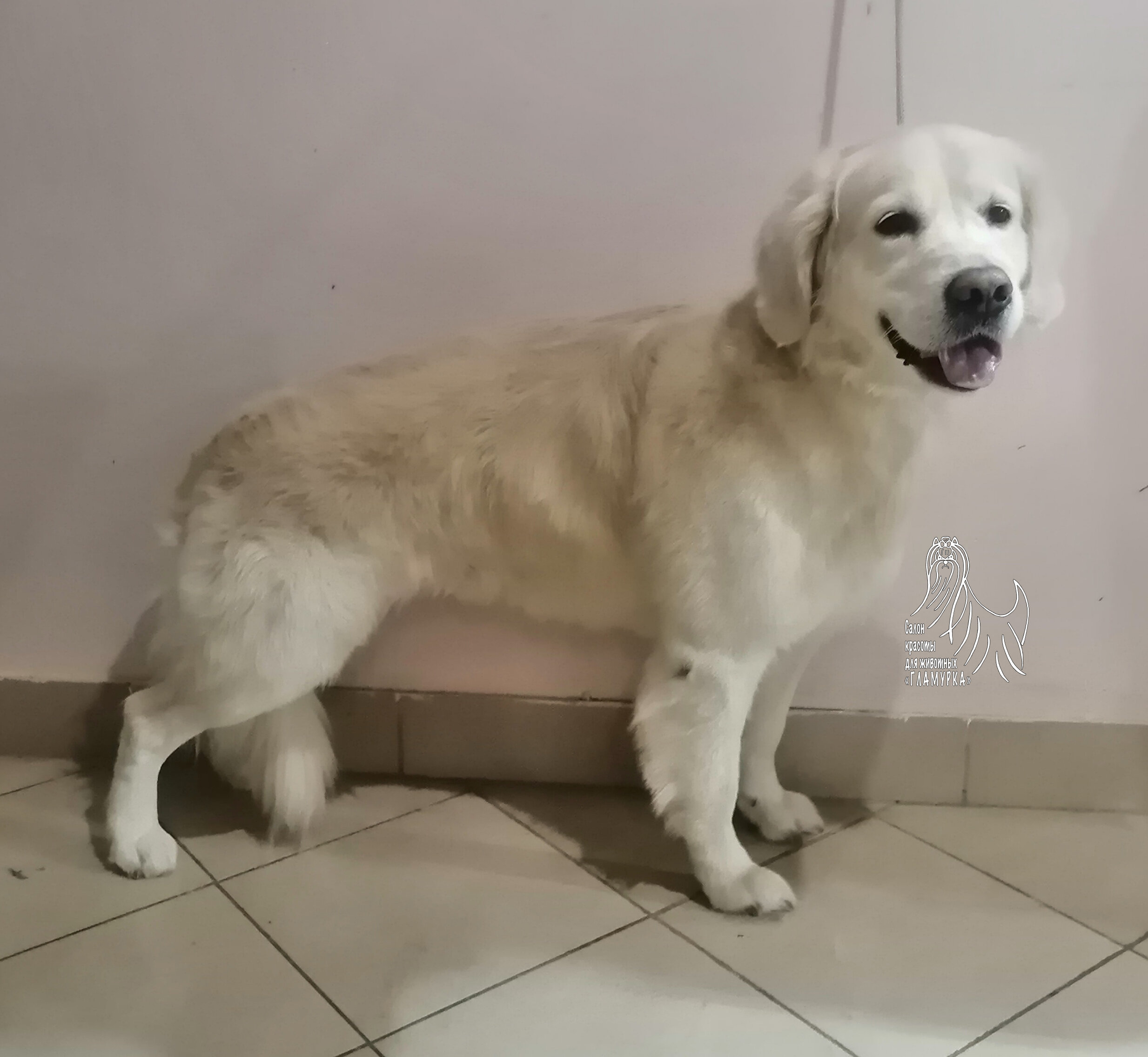 Золотистый ретривер иркутск. Золотистый ретривер иркутск. Грумминг золотистого ретривера фото. Золотистый ретривер иркутск. Нормальная температура у собаки золотистый ретривер.
