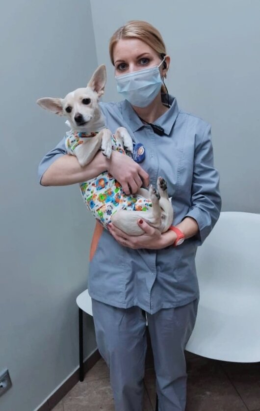 ветлечебница чулковой волгоград. ветврач волгоград. лозовой ветврач волгоград. ветеринарная клиника айболит волгоград. ветеринар чулкова волгоград.