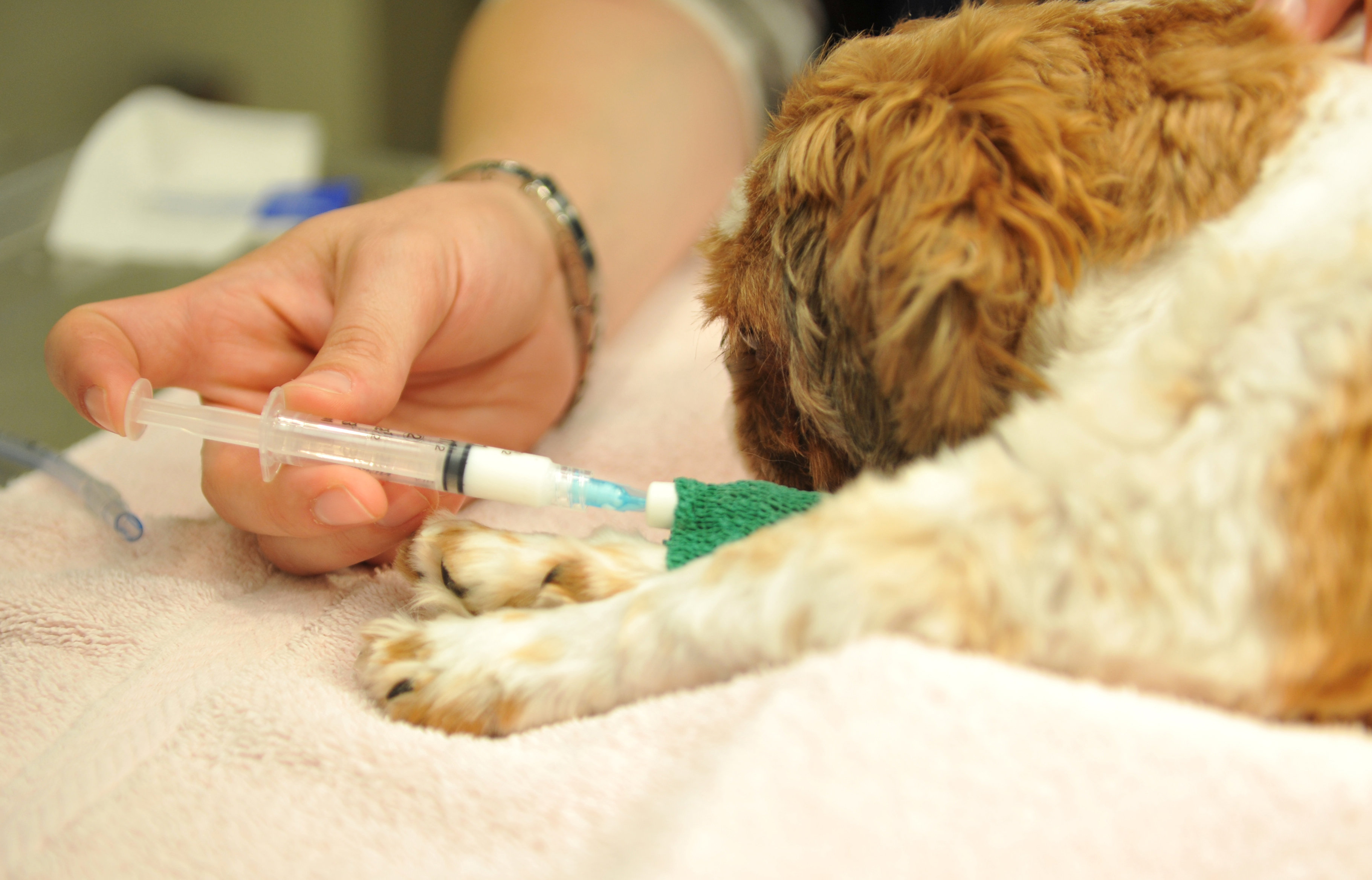 Собака перед операцией. Неингаляционный наркоз животных. Внутривенная анестезия животных.