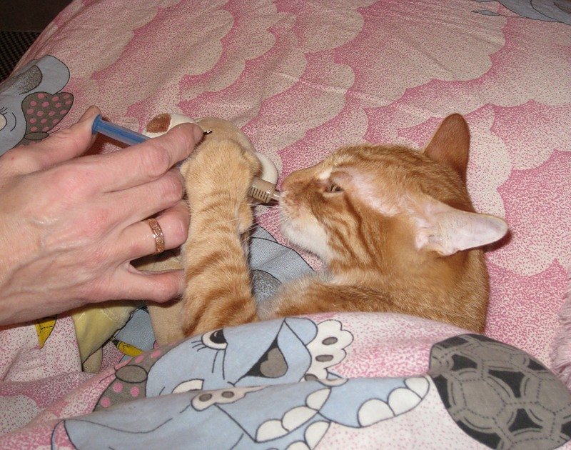 Кошка не ест