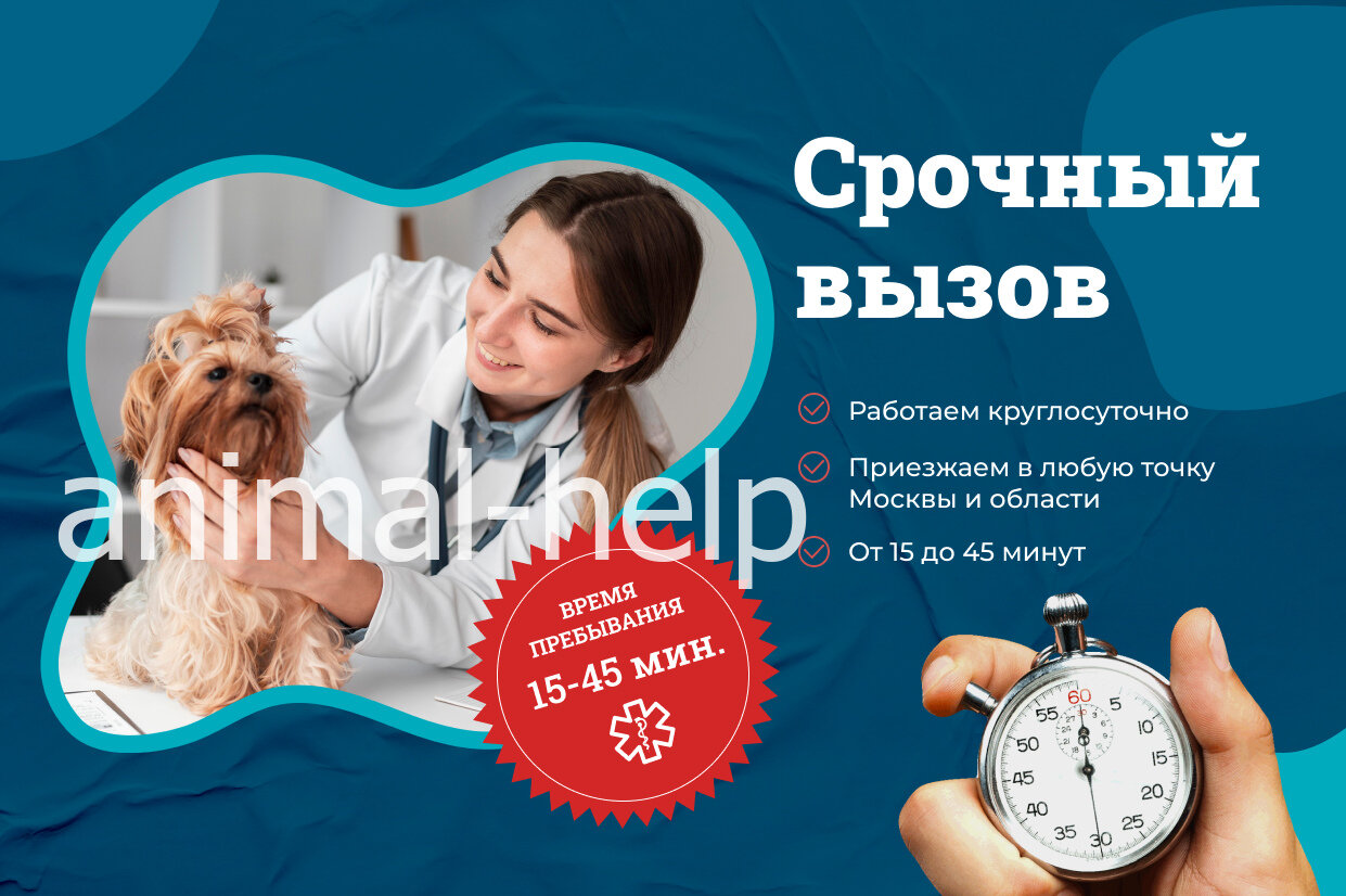 Выездные ветеринарные службы на Охотном ряду – Ветеринарные услуги на дому:  26 ветеринарных клиник, 391 отзыв, фото – Москва – Zoon.ru