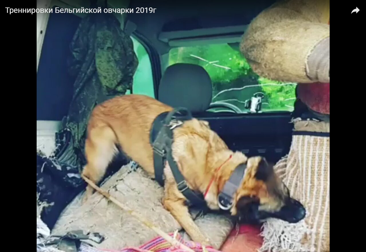 Дрессировка собак в СВАО (Северо-Восточный округ) – Занятия по дрессировке  собак: 20 ветеринарных клиник, 1384 отзыва, фото – Москва – Zoon.ru