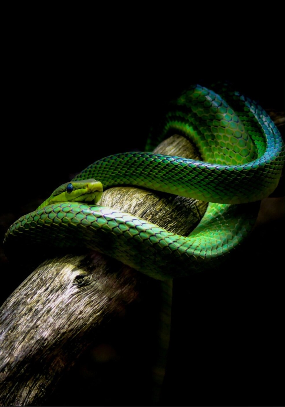 Змея темно зеленого цвета