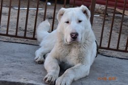 Питомник среднеазиатских овчарок Зауральский медведь, с рейтингом 2.4 - находится по адресу Курган, Советская улица, 152 