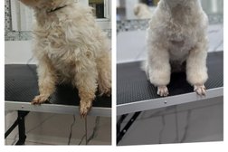 Зоосалон Грумиум, с рейтингом 5 - находится по адресу Тула, улица Металлургов, 94 