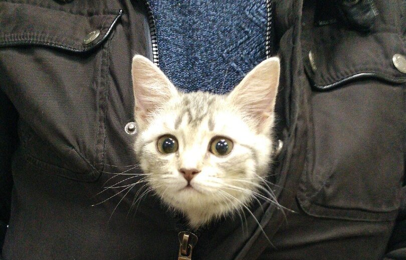 Клиника веста на котина