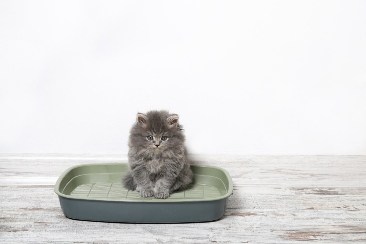 Котёнок в лотке