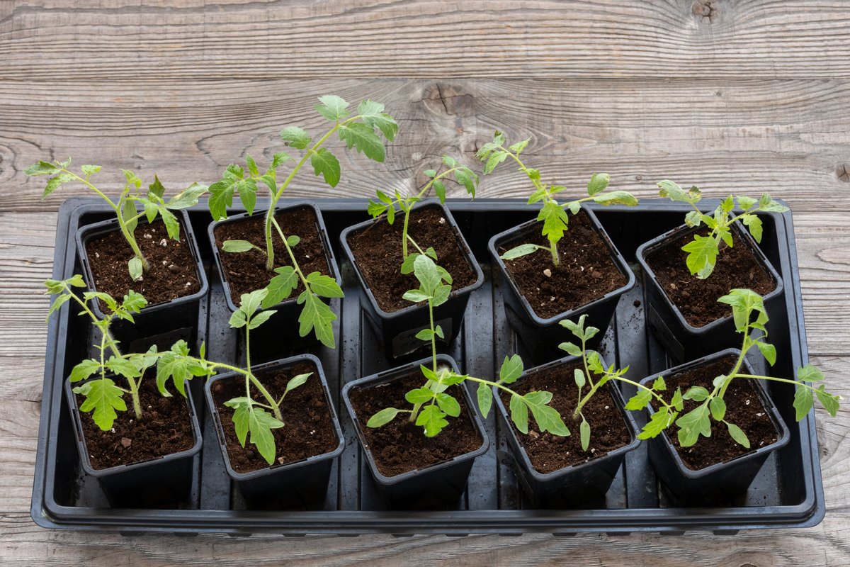 Рассада томатов