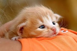 Ветеринарная клиника Слон, с рейтингом 3.7 - находится по адресу Сочи, Виноградная улица, 43д 