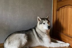 Кинологический центр ПерфектДог, с рейтингом 4.9 - находится по адресу Москва, улица Академика Королёва, 28 к3 