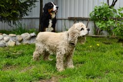 Гостиница для собак Белый Бим, с рейтингом 4.2 - находится по адресу Калуга, Северная улица, 57 