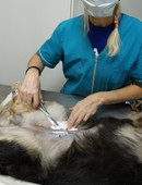 Кондратьева Лариса Анатольевна