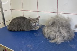 Зоосалон Groom Dog, с рейтингом 3.9 - находится по адресу Санкт-Петербург, Шлиссельбургский проспект, 24к1 