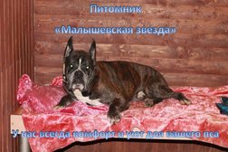 Питомник Малышевская звезда, с рейтингом 4.5 - находится по адресу Советский р-н, Воронеж, Воронежская обл., Россия 