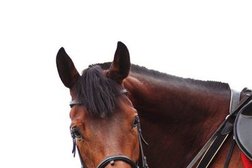 Конно-спортивный клуб Союз, с рейтингом 4.3 - находится по адресу Тульская область, деревня Кишкино 