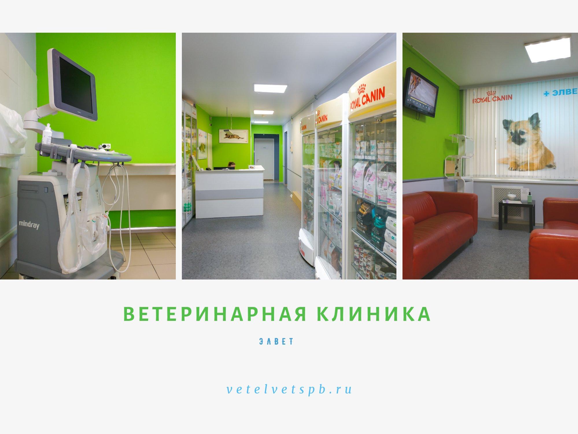 Ветеринарная клиника на моторной
