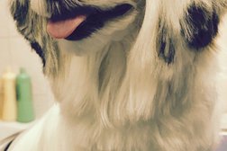 Салон по уходу за животными груминг студия mr. Dog, с рейтингом 3 - находится по адресу Санкт-Петербург, Сестрорецк, Приморское шоссе, 271 