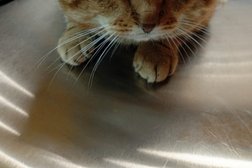 Ветеринарная клиника Банзай, с рейтингом 4.5 - находится по адресу Воронежская область, с. Новая Усмань, Советская улица, 118 