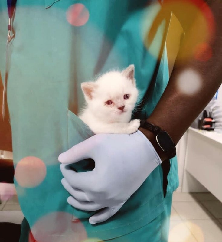 What's Pet, ветеринарная клиника на метро Бибирево в Москве - отзывы ...