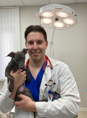 Ветеринарный ортопед, ветеринар Артем Михайлович Савичев