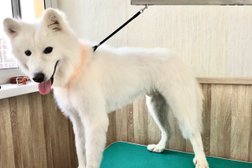 Зоосалон Wishny Grooming, с рейтингом 3.5 - находится по адресу Воронеж, улица Моисеева, 10 