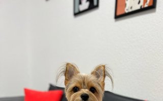 фотография работы ветеринара Ольги Туевой