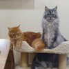 фото от пользователя Лилия в отзыве о ветеринарной клинике Happy pets