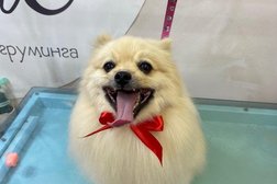 Зоопарикмахерская Николь, с рейтингом 3.4 - находится по адресу Ленинградская область, Кудрово, Пражская улица, 14 
