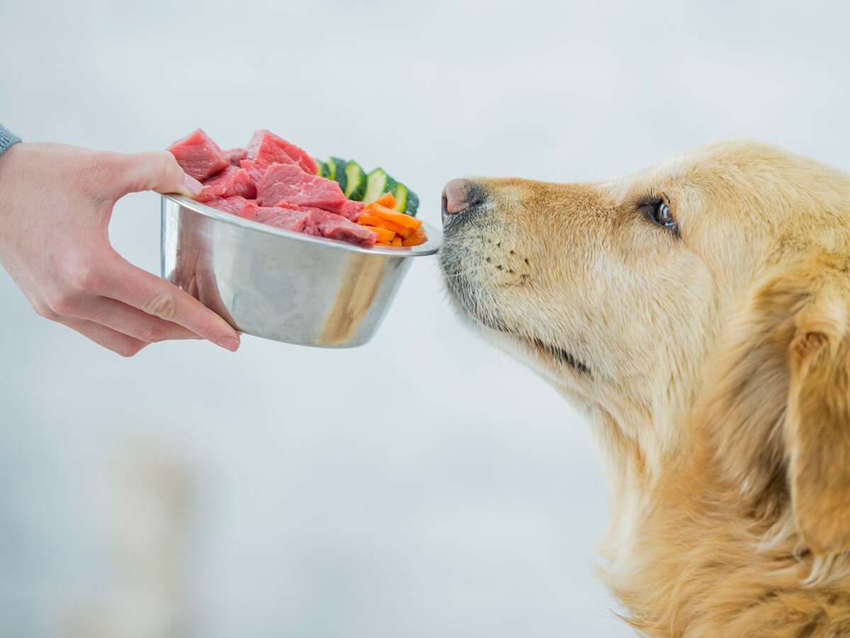Чем можно кормить собаку со стола