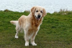 Центр кинологической службы Регул Групп, с рейтингом 4.8 - находится по адресу Москва, Зюзинская улица, 6 к2 