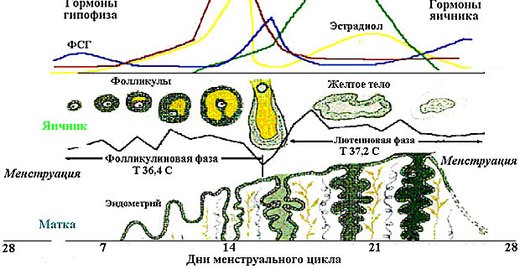 Больница верхнеуральск телефон