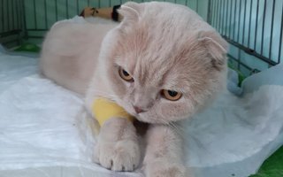 фотография работы ветеринара Елизаветы Валериевны Смирновой