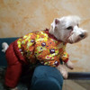 фото от пользователя Ирина в отзыве о интернет-магазине одежды для собак McDog