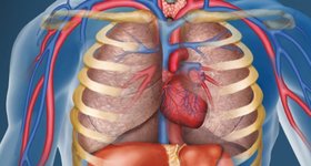 Аневризма левого желудочка сердца классифицируется по нескольким признакам: