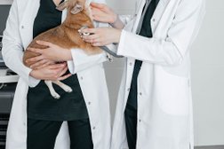 Ветеринарная клиника Petlife, с рейтингом 3.7 - находится по адресу Республика Татарстан, Казань, улица Годовикова, 7/2а 