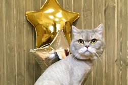 Салон стрижки животных Пушистый модник, с рейтингом 5 - находится по адресу Республика Марий Эл, Йошкар-Ола, улица Анциферова, 21 