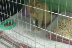 Ветеринарная клиника Собачье сердце, с рейтингом 3.8 - находится по адресу Красноярск, улица Михаила Годенко, 1 