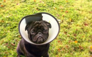 фотография работы ветеринара Елизаветы Валериевны Смирновой