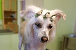 Салон стрижки собак и кошек Хвостатый друг, с рейтингом 3.3 - находится по адресу Приморский край, Находка, Малиновского, 1г 