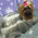 фотография Royal dog