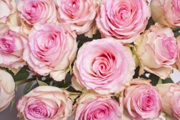 Магазин цветов Купидон, с рейтингом 4.7 - находится по адресу Республика Адыгея, аул Новая Адыгея, Тургеневское шоссе, 27/3 