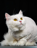 Совкова Анна