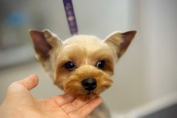 Зоогостиница Котопес, с рейтингом 1.5 - находится по адресу Краснодарский край, с. Высокое, Мурманская улица, 4 