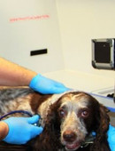 Зеленов Максим Викторович