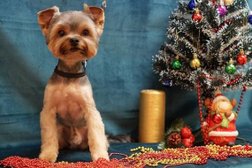 Груминг-студия Oscargroom, с рейтингом 2.5 - находится по адресу Воронеж, Плехановская улица, 1 